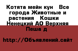 Котята мейн кун - Все города Животные и растения » Кошки   . Ненецкий АО,Верхняя Пеша д.